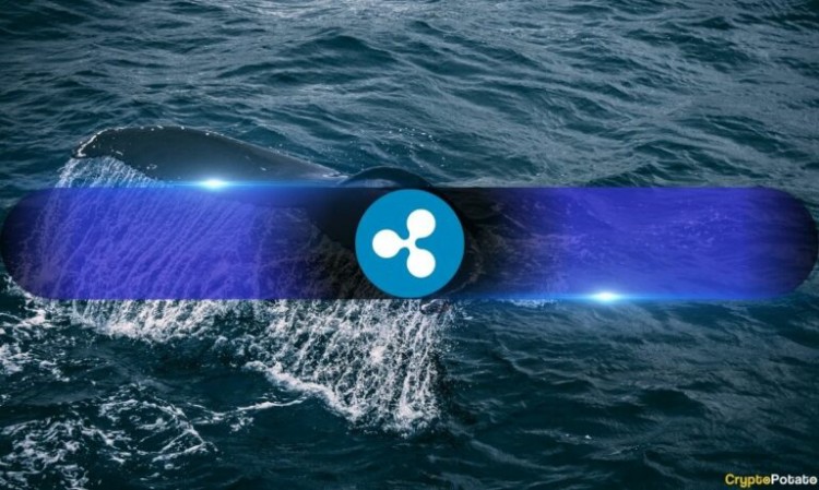 在 Ripple 诉 SEC 诉讼案更新期间，XRP 鲸鱼持有量创下历史新高